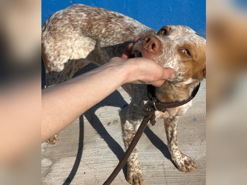 Tinetta wünscht sich ein sportliches Zuhause