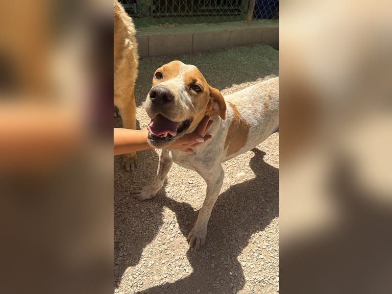 Rambo - treuer Jagdhund sucht Menschen mit Herz und Verstand