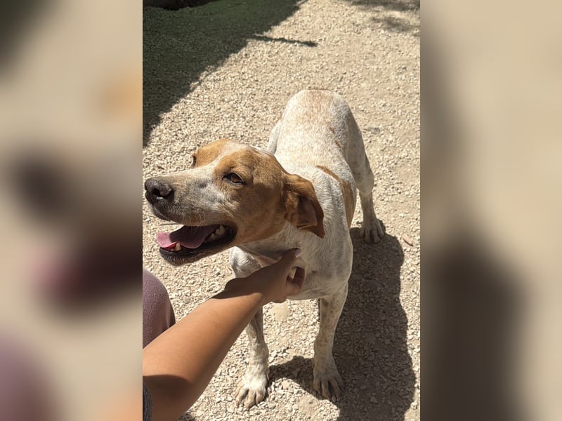 Rambo - treuer Jagdhund sucht Menschen mit Herz und Verstand