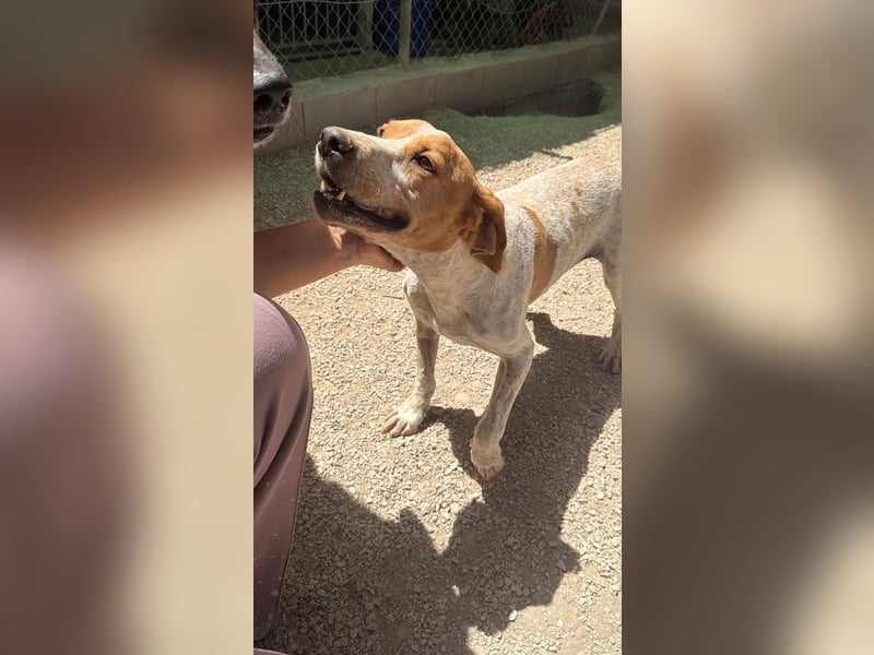 Rambo - treuer Jagdhund sucht Menschen mit Herz und Verstand