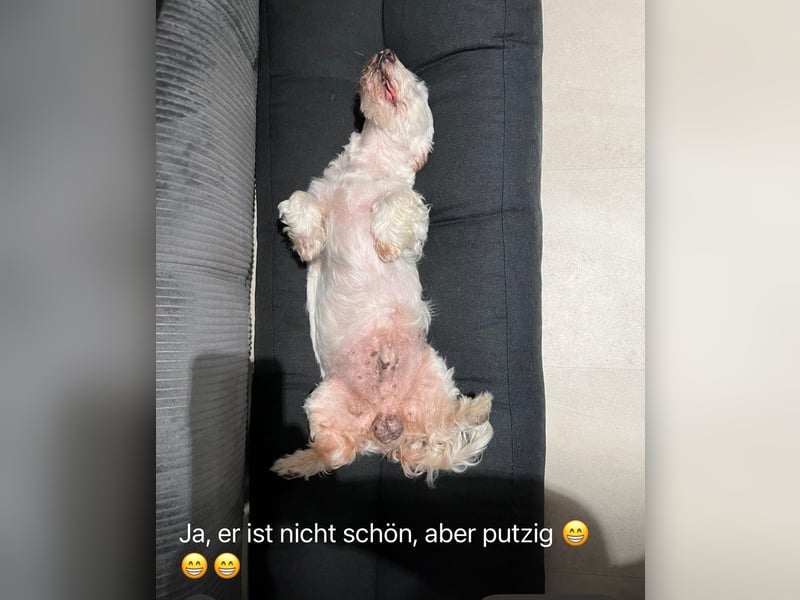 Unser Pflegehund Dchodscho