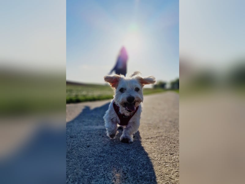 Unser Pflegehund Dchodscho