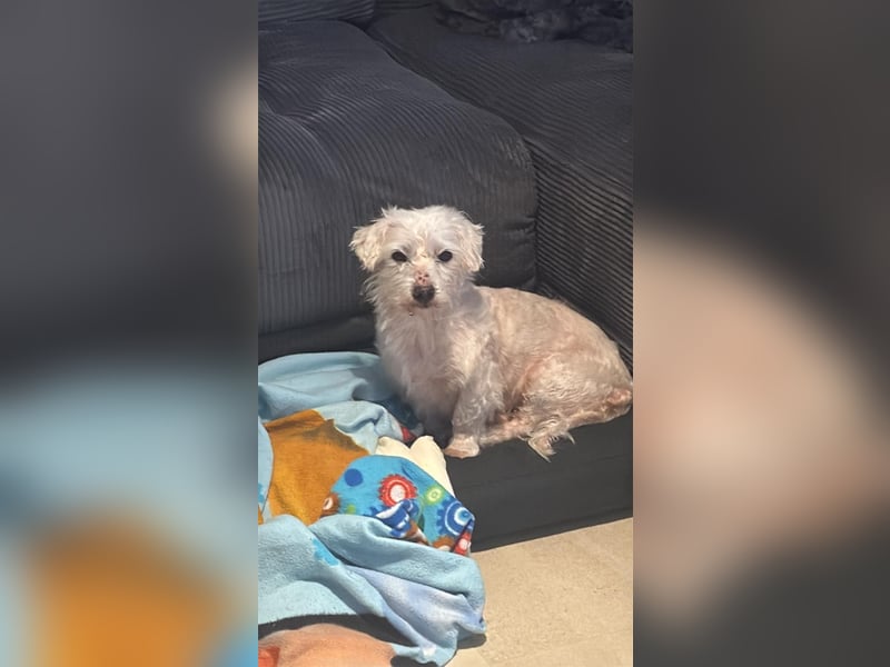 Unser Pflegehund Dchodscho