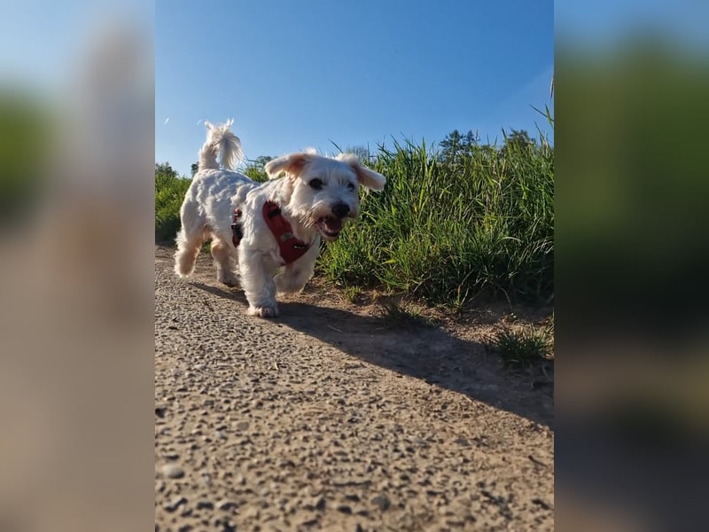 Unser Pflegehund Dchodscho