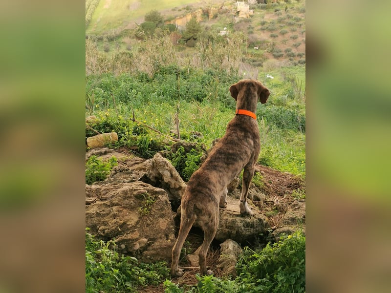 ⭐ Otto sucht ein Zuhause ⭐