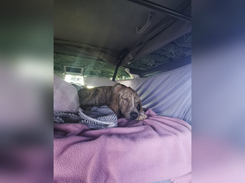 ⭐ Otto sucht ein Zuhause ⭐