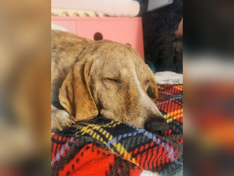 ⭐ Otto sucht ein Zuhause ⭐