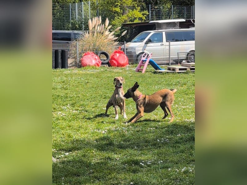 ⭐ Otto sucht ein Zuhause ⭐