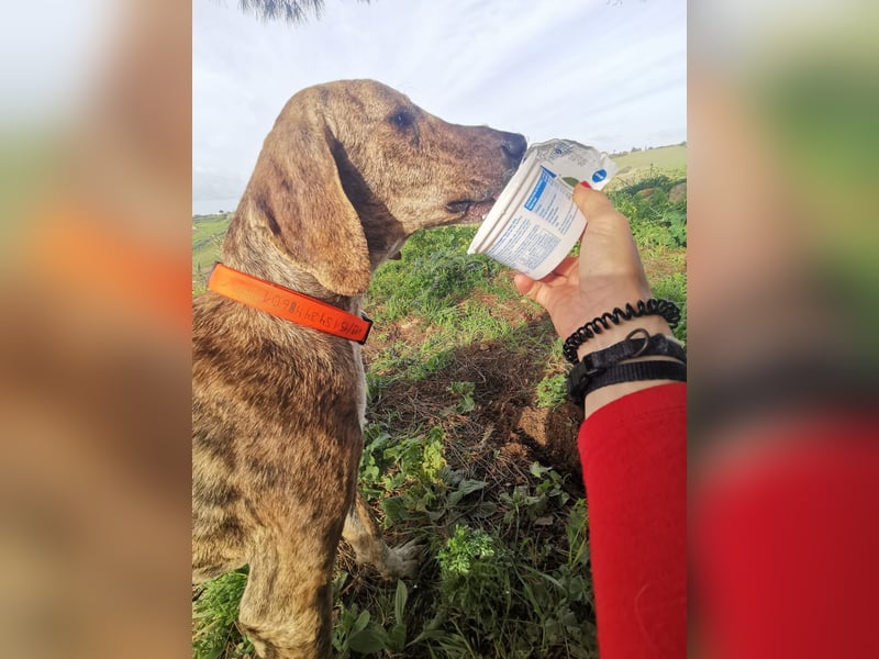 ⭐ Otto sucht ein Zuhause ⭐