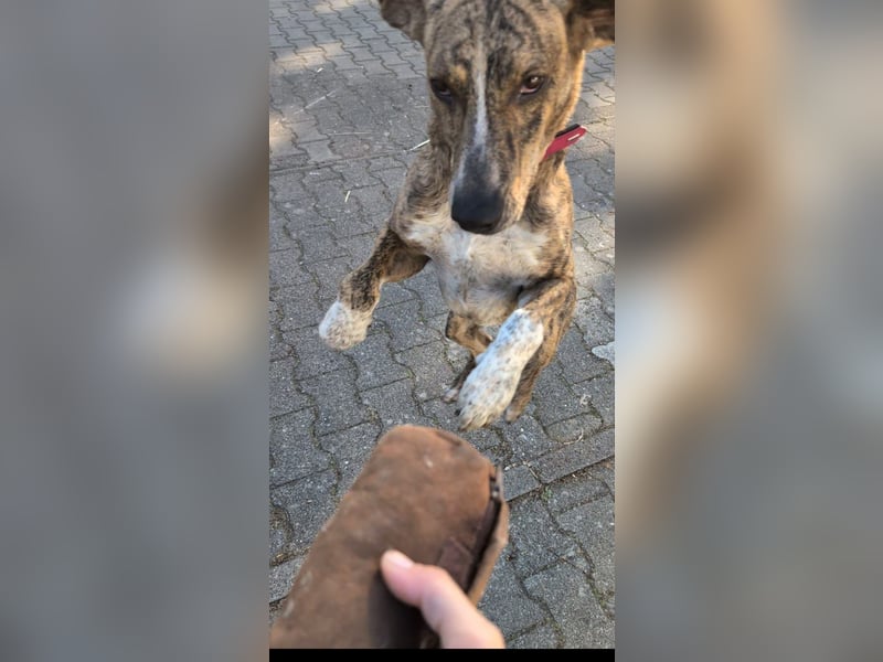 ⭐ Otto sucht ein Zuhause ⭐