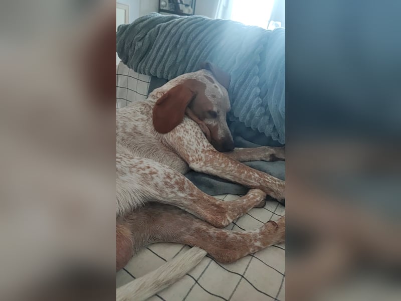 Cooper – ein wundervoller junger Mischling sucht sein Für-Immer-Zuhause Cooper – ein wundervoller junger Mischling sucht sein Für-Immer-Zuhause