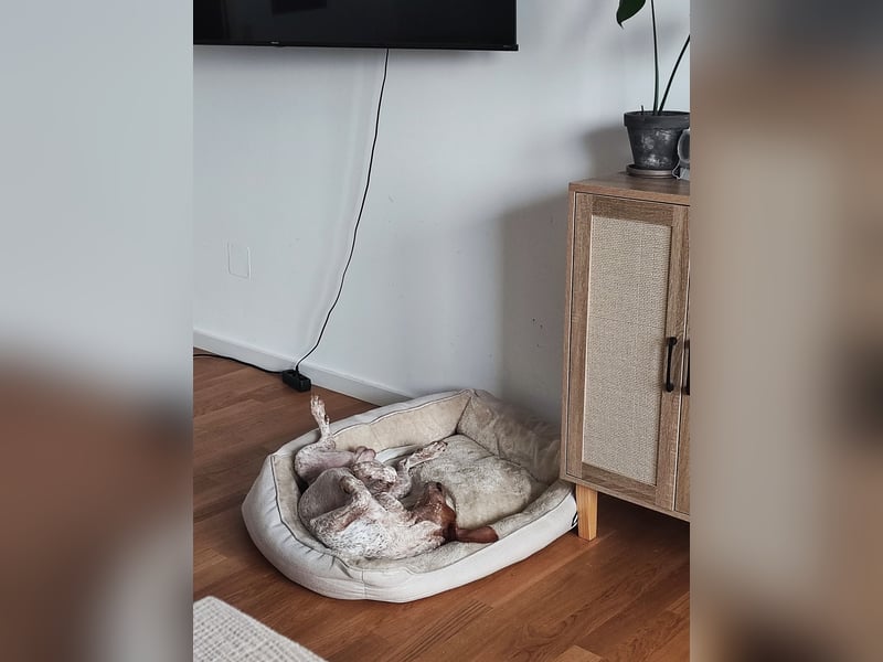 Cooper – ein wundervoller junger Mischling sucht sein Für-Immer-Zuhause Cooper – ein wundervoller junger Mischling sucht sein Für-Immer-Zuhause