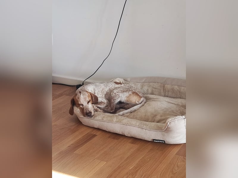 Cooper – ein wundervoller junger Mischling sucht sein Für-Immer-Zuhause Cooper – ein wundervoller junger Mischling sucht sein Für-Immer-Zuhause