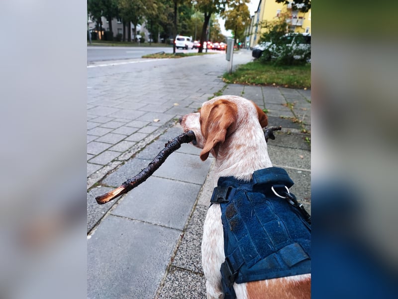 Cooper – ein wundervoller junger Mischling sucht sein Für-Immer-Zuhause Cooper – ein wundervoller junger Mischling sucht sein Für-Immer-Zuhause
