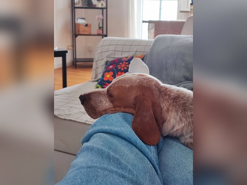 Cooper – ein wundervoller junger Mischling sucht sein Für-Immer-Zuhause Cooper – ein wundervoller junger Mischling sucht sein Für-Immer-Zuhause