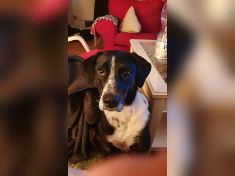 Emmy sucht liebevolles Zuhause