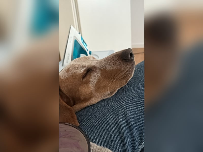 Cooper – ein wundervoller junger Mischling sucht sein Für-Immer-Zuhause Cooper – ein wundervoller junger Mischling sucht sein Für-Immer-Zuhause