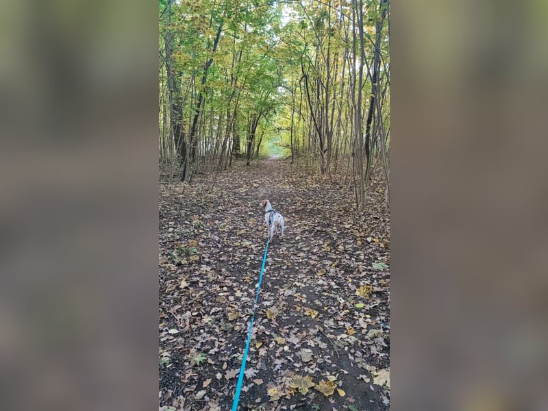 Cooper – ein wundervoller junger Mischling sucht sein Für-Immer-Zuhause Cooper – ein wundervoller junger Mischling sucht sein Für-Immer-Zuhause