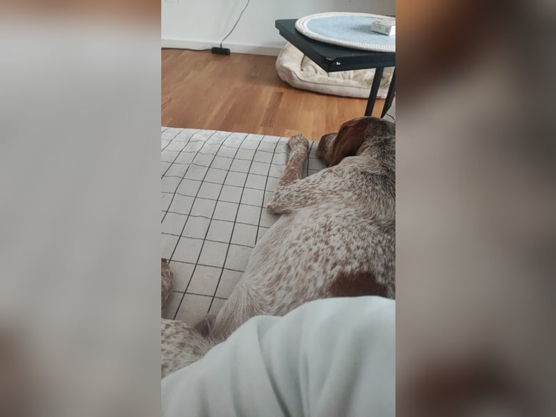Cooper – ein wundervoller junger Mischling sucht sein Für-Immer-Zuhause Cooper – ein wundervoller junger Mischling sucht sein Für-Immer-Zuhause
