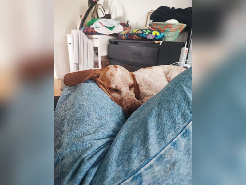 Cooper – ein wundervoller junger Mischling sucht sein Für-Immer-Zuhause Cooper – ein wundervoller junger Mischling sucht sein Für-Immer-Zuhause