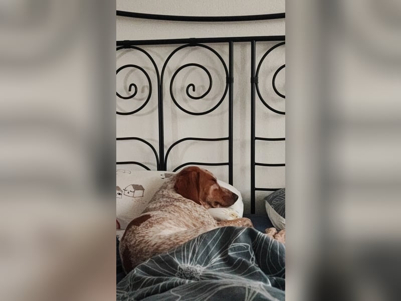 Cooper – ein wundervoller junger Mischling sucht sein Für-Immer-Zuhause Cooper – ein wundervoller junger Mischling sucht sein Für-Immer-Zuhause
