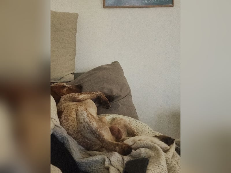 Cooper – ein wundervoller junger Mischling sucht sein Für-Immer-Zuhause Cooper – ein wundervoller junger Mischling sucht sein Für-Immer-Zuhause
