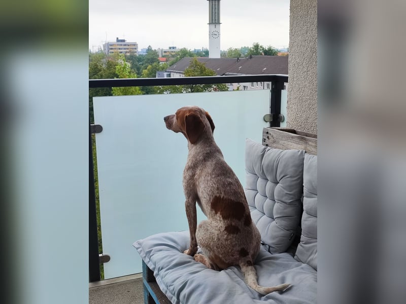 Cooper – ein wundervoller junger Mischling sucht sein Für-Immer-Zuhause Cooper – ein wundervoller junger Mischling sucht sein Für-Immer-Zuhause