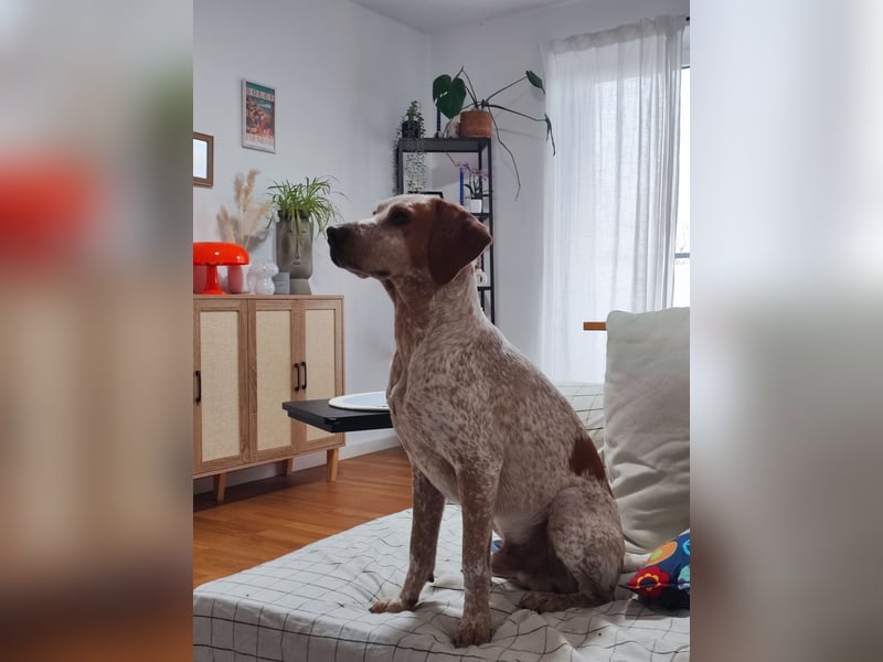 Cooper – ein wundervoller junger Mischling sucht sein Für-Immer-Zuhause Cooper – ein wundervoller junger Mischling sucht sein Für-Immer-Zuhause