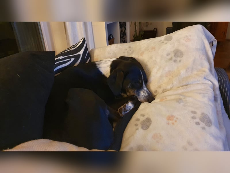 Emmy sucht liebevolles Zuhause