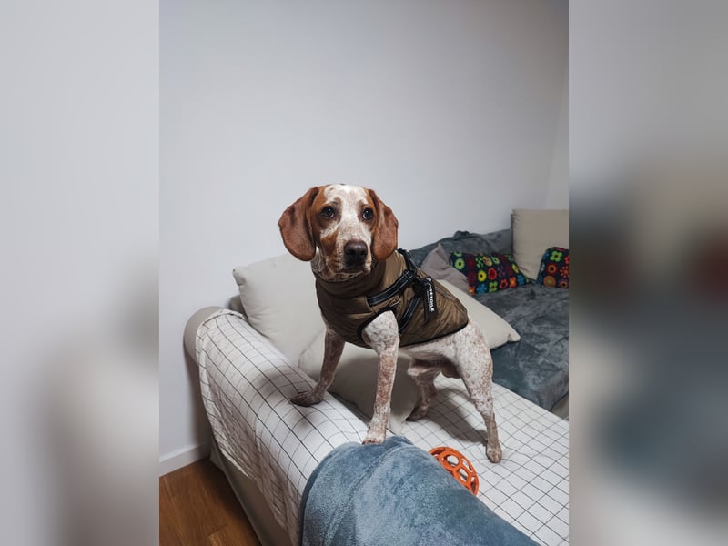 Cooper – ein wundervoller junger Mischling sucht sein Für-Immer-Zuhause Cooper – ein wundervoller junger Mischling sucht sein Für-Immer-Zuhause