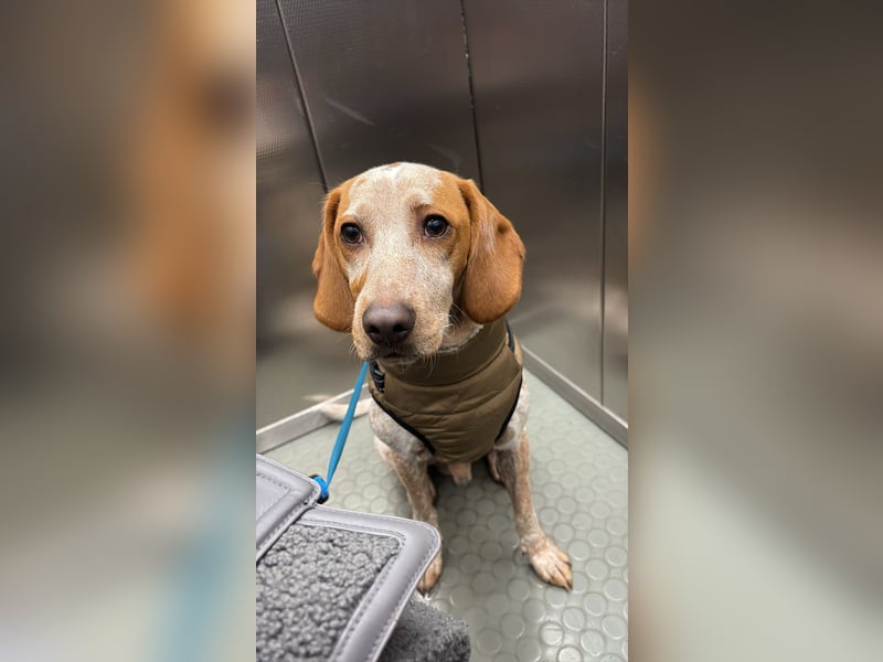 Cooper – ein wundervoller junger Mischling sucht sein Für-Immer-Zuhause Cooper – ein wundervoller junger Mischling sucht sein Für-Immer-Zuhause