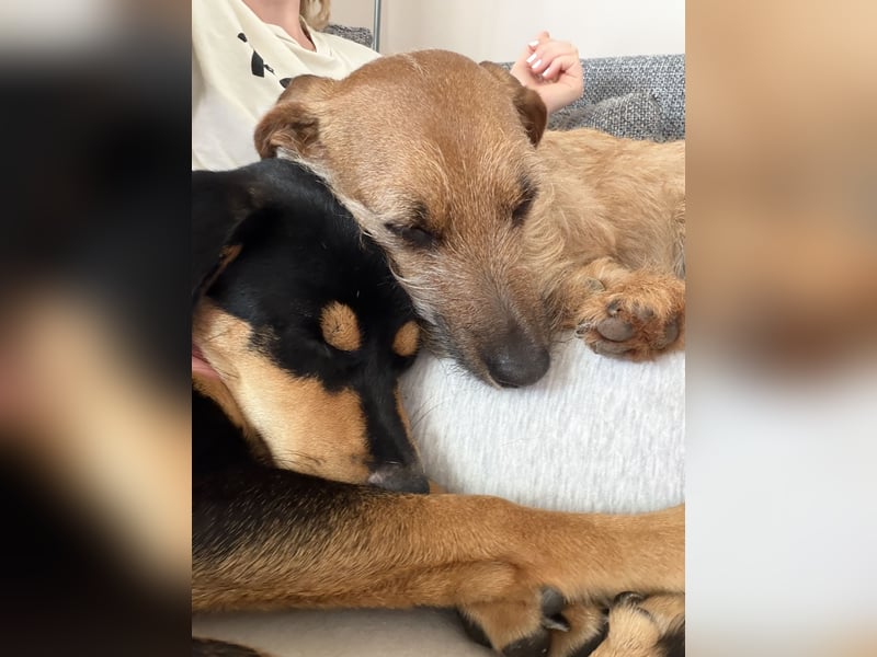 Junghündin Lola sucht ihr Zuhause