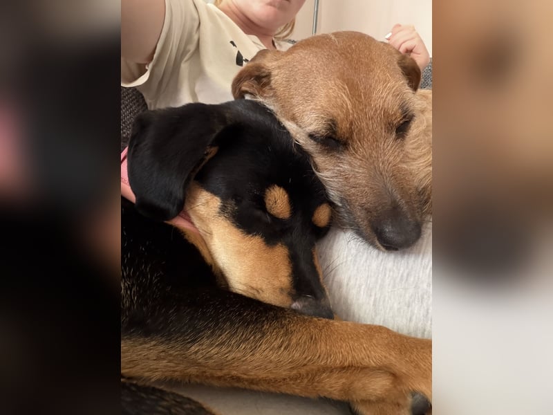 Junghündin Lola sucht ihr Zuhause