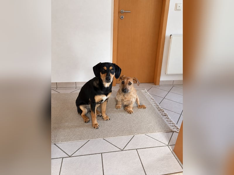 Junghündin Lola sucht ihr Zuhause
