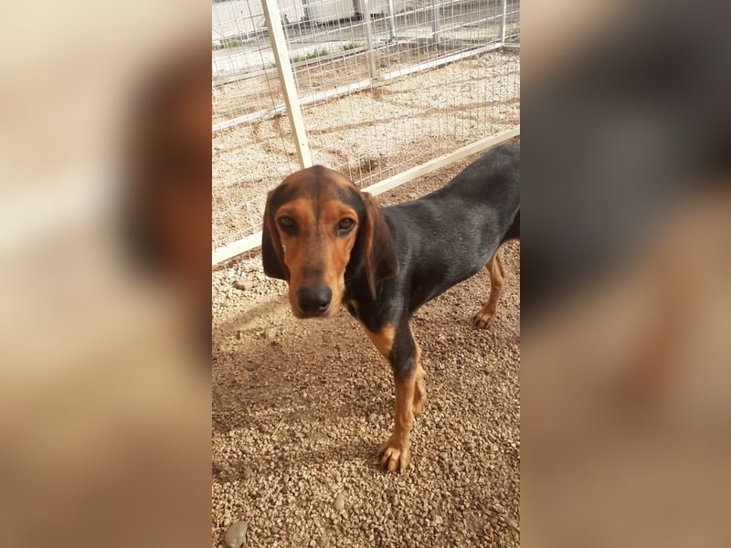 Brackenmix Rüde RIK (2 Jahre) sucht eine Familie!