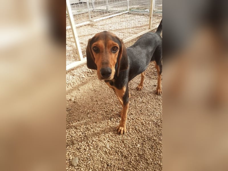 Brackenmix Rüde RIK (2 Jahre) sucht eine Familie!