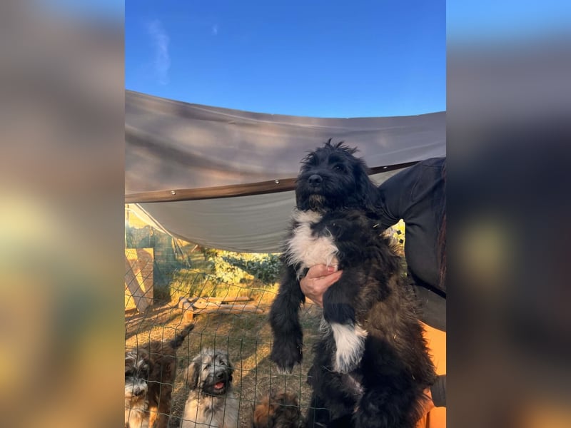 Oscar sucht sein Zuhause