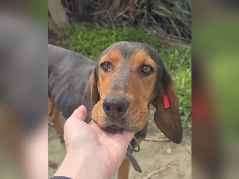 Sonny sucht ihr eigenes Körbchen