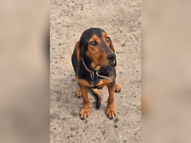Sonny sucht ihr eigenes Körbchen