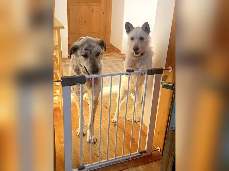 Peppi sucht sein eigenes Körbchen
