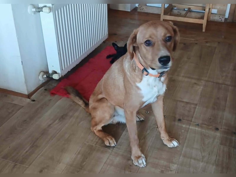 Noah sucht sein Zuhause