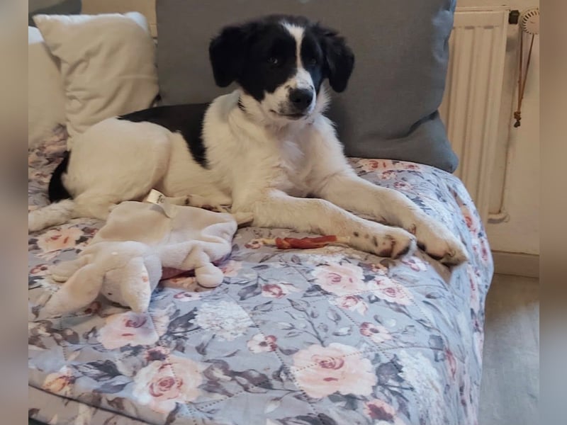 Suzy sucht ihr Zuhause