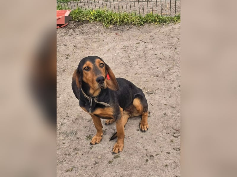 Sonny sucht ihr eigenes Körbchen
