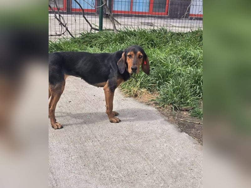 Sonny sucht ihr eigenes Körbchen