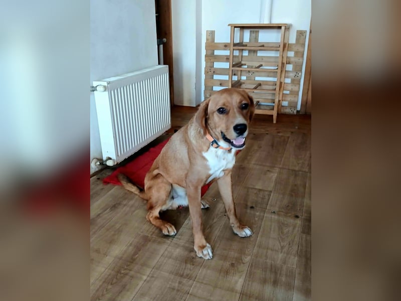 Noah sucht sein Zuhause