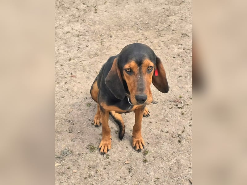 Sonny sucht ihr eigenes Körbchen
