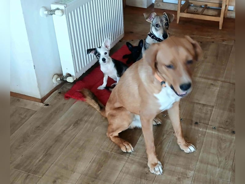 Noah sucht sein Zuhause