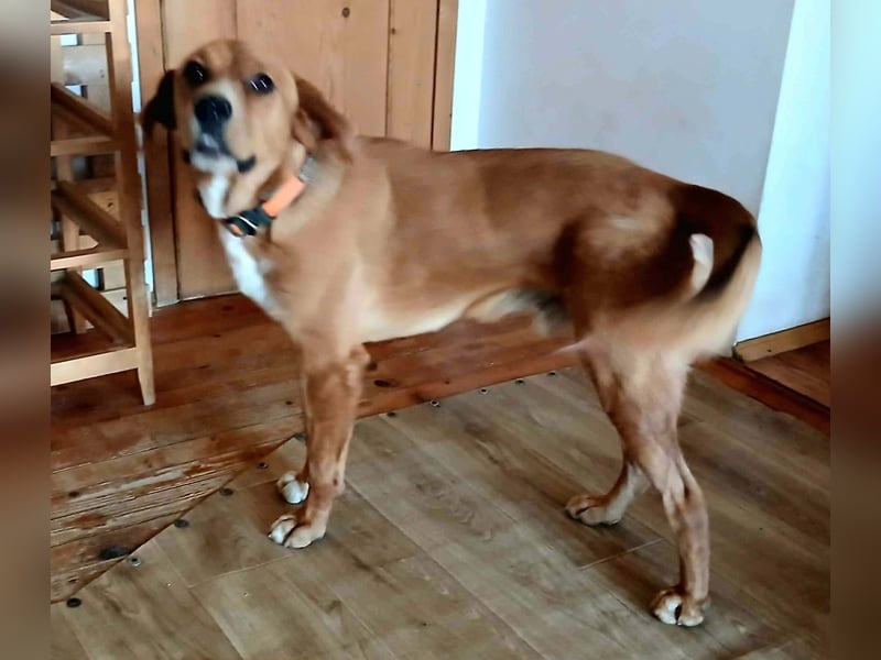 Noah sucht sein Zuhause