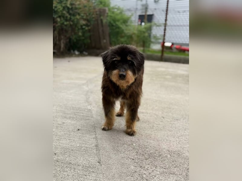 Fluffy Greta sucht Frisörmeister*in