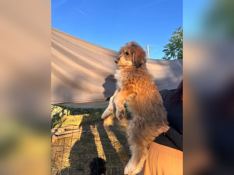 Lola sucht ihr Zuhause